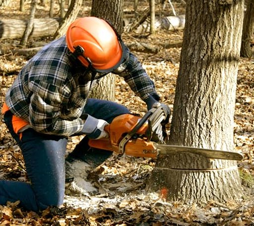 Tree Removal in Chestnut Hill, MA